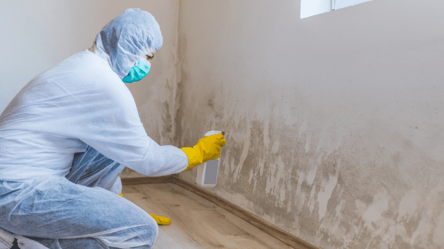 solution for mold removal in garland texas